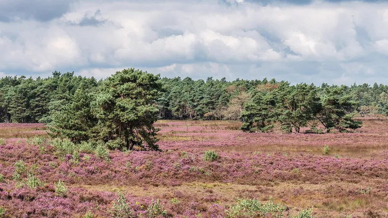 Bloeiende heide op de Veluwe (Tongerense Heide)